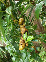 Causonis corniculata