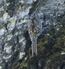 Certhia americana