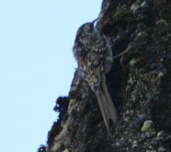 Certhia americana