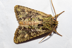 Ichneutica plena