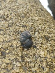 Nerita scabricosta