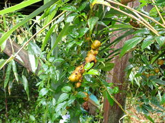 Causonis corniculata