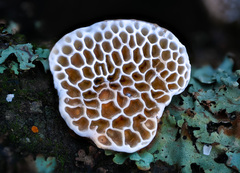 Polyporaceae