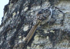 Certhia americana