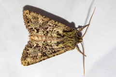 Ichneutica plena