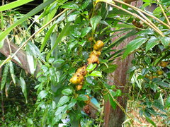 Causonis corniculata