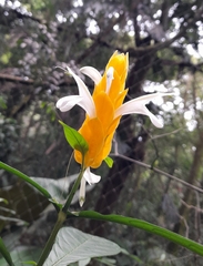 Pachystachys lutea