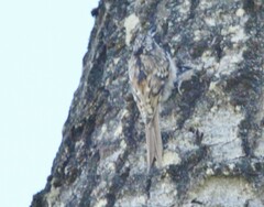 Certhia americana
