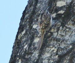 Certhia americana