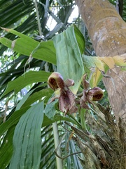 Catasetum integerrimum