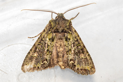 Ichneutica plena