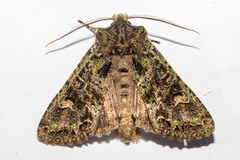 Ichneutica plena