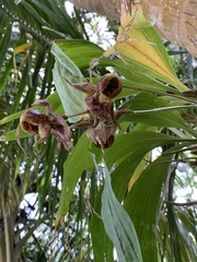 Catasetum integerrimum