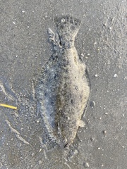 Paralichthys californicus