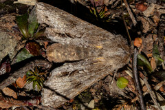Ichneutica ustistriga