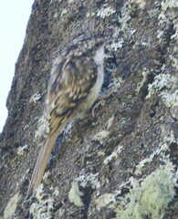 Certhia americana