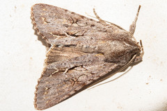 Ichneutica ustistriga