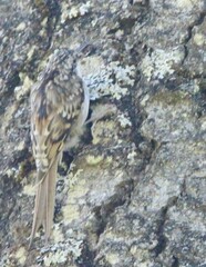 Certhia americana