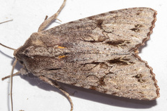 Ichneutica ustistriga