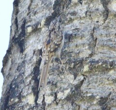 Certhia americana
