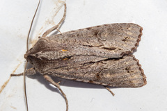 Ichneutica ustistriga
