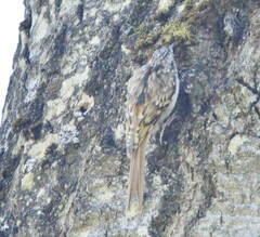 Certhia americana