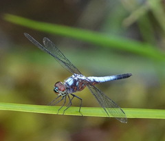 Brachydiplax chalybea