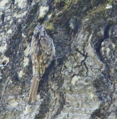Certhia americana