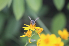 Synocoelioxys