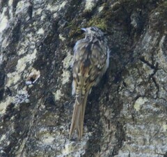 Certhia americana