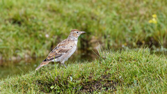 Melanocorypha maxima