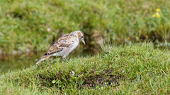 Melanocorypha maxima