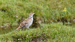 Melanocorypha maxima