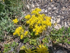 Sedum lanceolatum