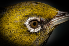 Zosterops lateralis lateralis