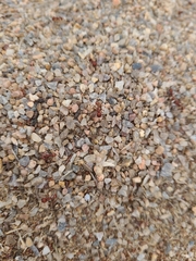 Pogonomyrmex occidentalis