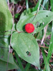 Prosartes trachycarpa