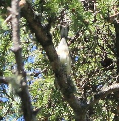 Setophaga coronata