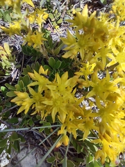 Sedum lanceolatum