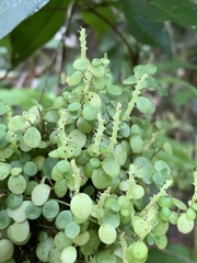 Peperomia silvivaga