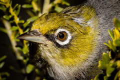 Zosterops lateralis lateralis