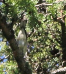 Setophaga coronata