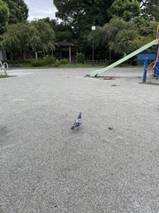 Columba livia domestica