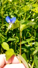 Commelina diffusa