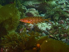 Heterostichus rostratus