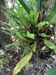 Niphidium crassifolium
