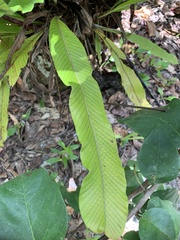 Niphidium crassifolium