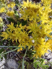 Sedum lanceolatum