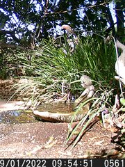 Haemorhous mexicanus