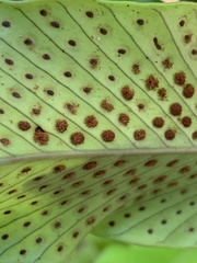 Niphidium crassifolium